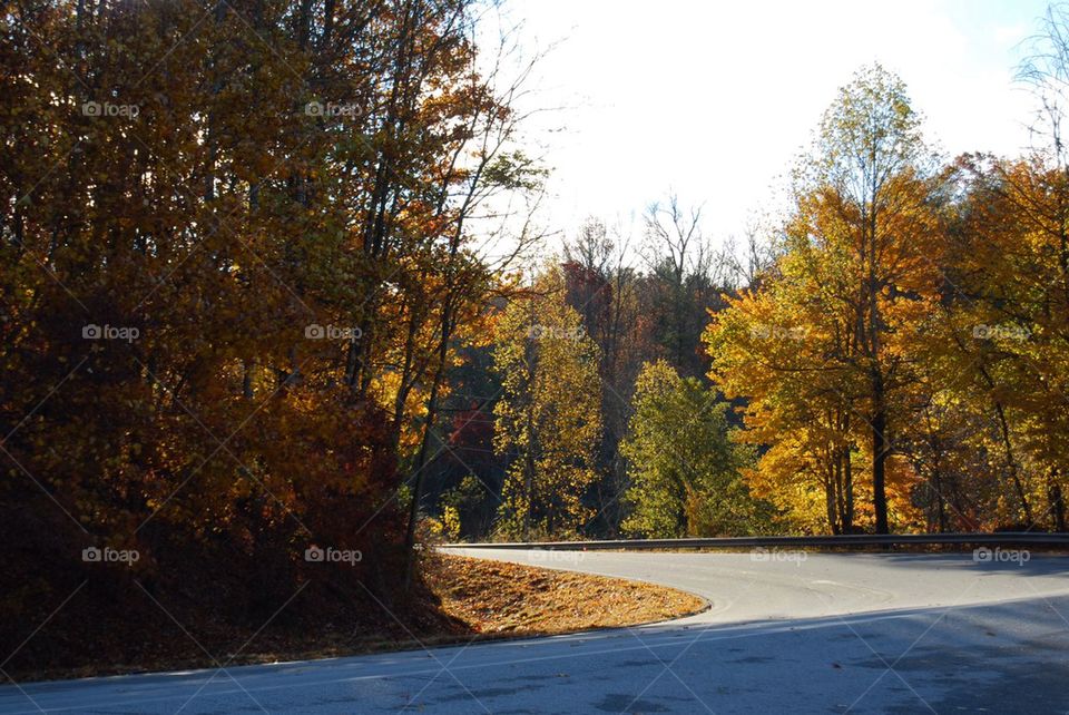 View of road in autumn