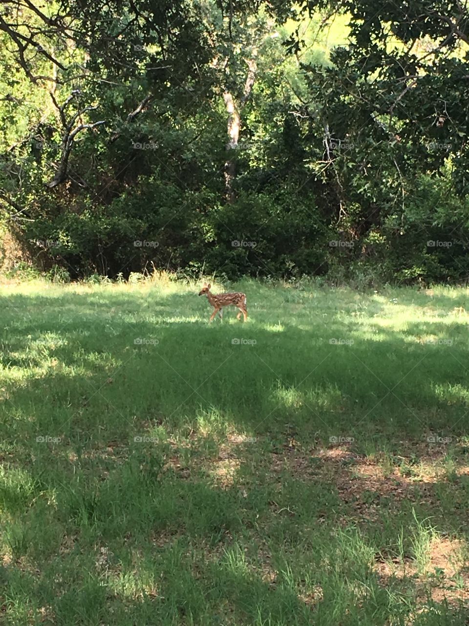 A fawn in the woods. 