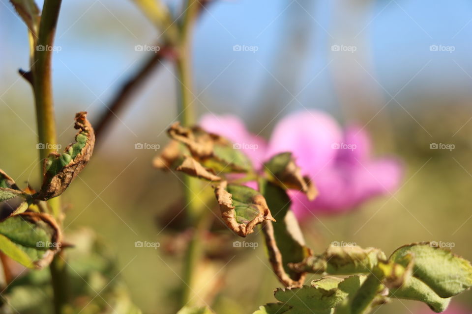 Dry leaves 