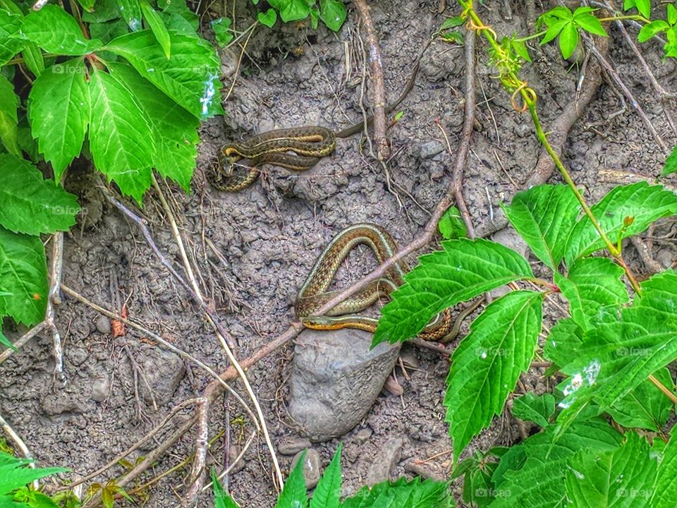 Snakes at the Niagara