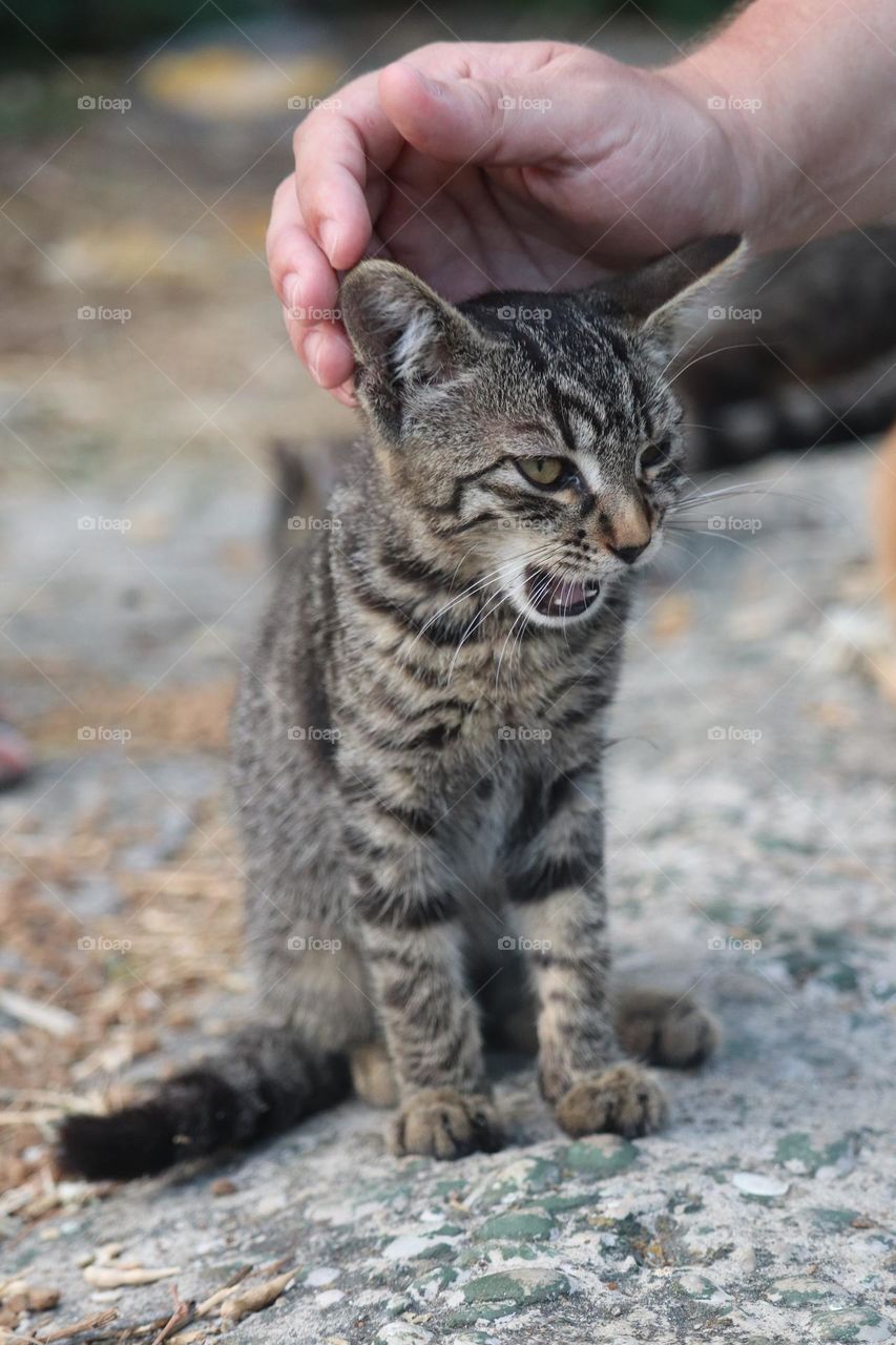 Cuddling a kitten - animal portrait