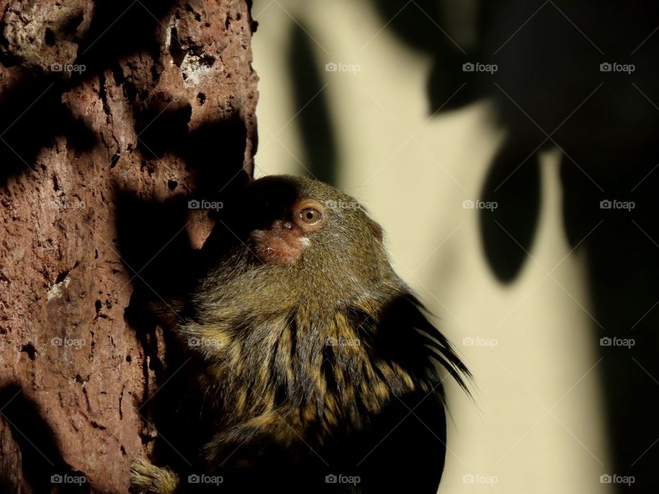 Cute animal hiding in the shadows of the trees.