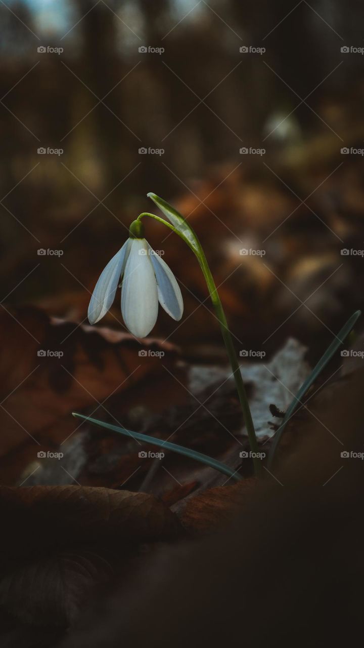Snowdrops