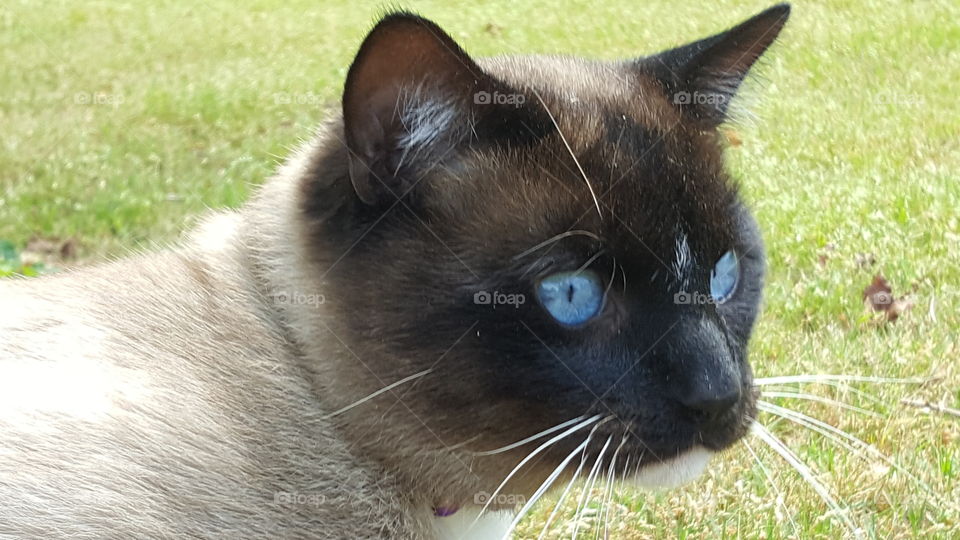 Arlo and his blue eyes