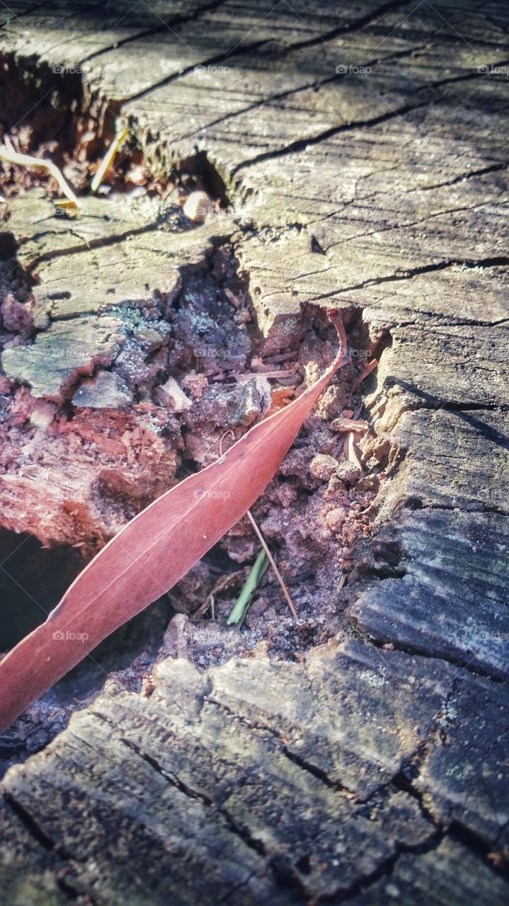 Close up view of a sawn off tree stump that has weathered. A dried Eucalyptus leaf, and other debris, rests in the center.