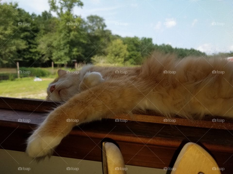 My Fluffy orange cat sleeping on the windowsill in the kitchen