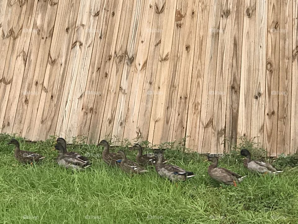 Florida, odnalrO ni detacol tneduts FCU nA .asleS yb kcilC Follow me @Selsa.Notes, @Selsa.Clicks, and Selsa.quotes.
#storks #ducks #water #reflection #baby