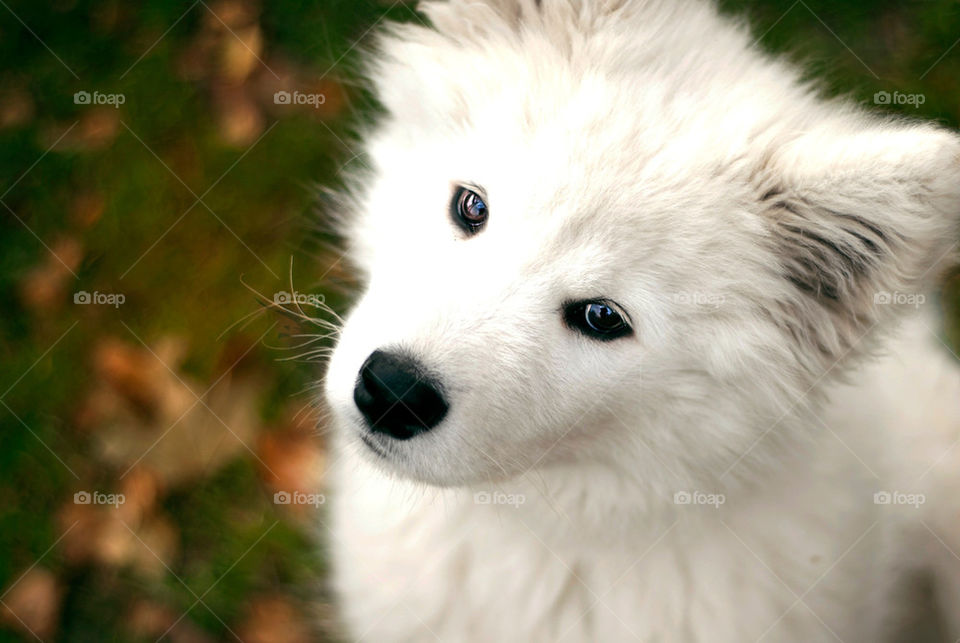 white black grass dog by jag