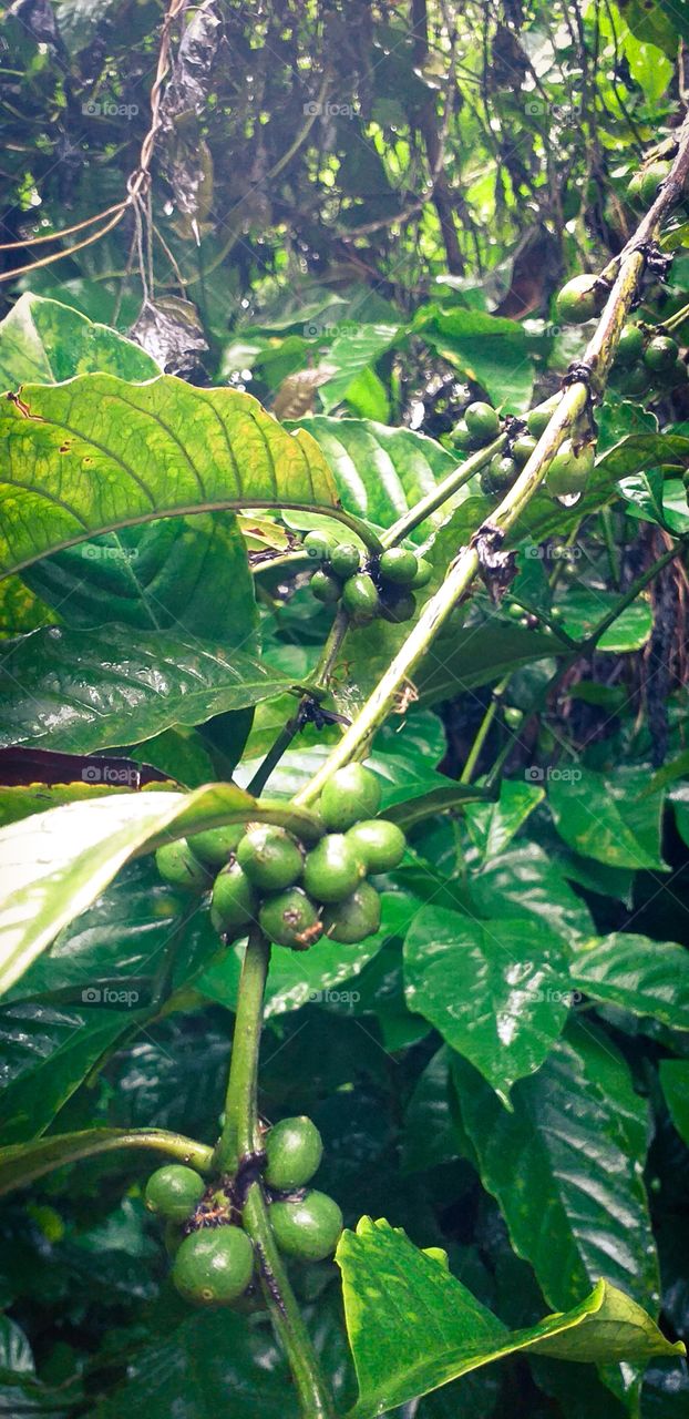 amazing coffee seeds