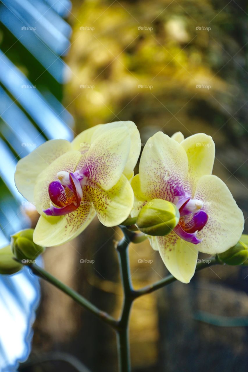 Beautiful orchids