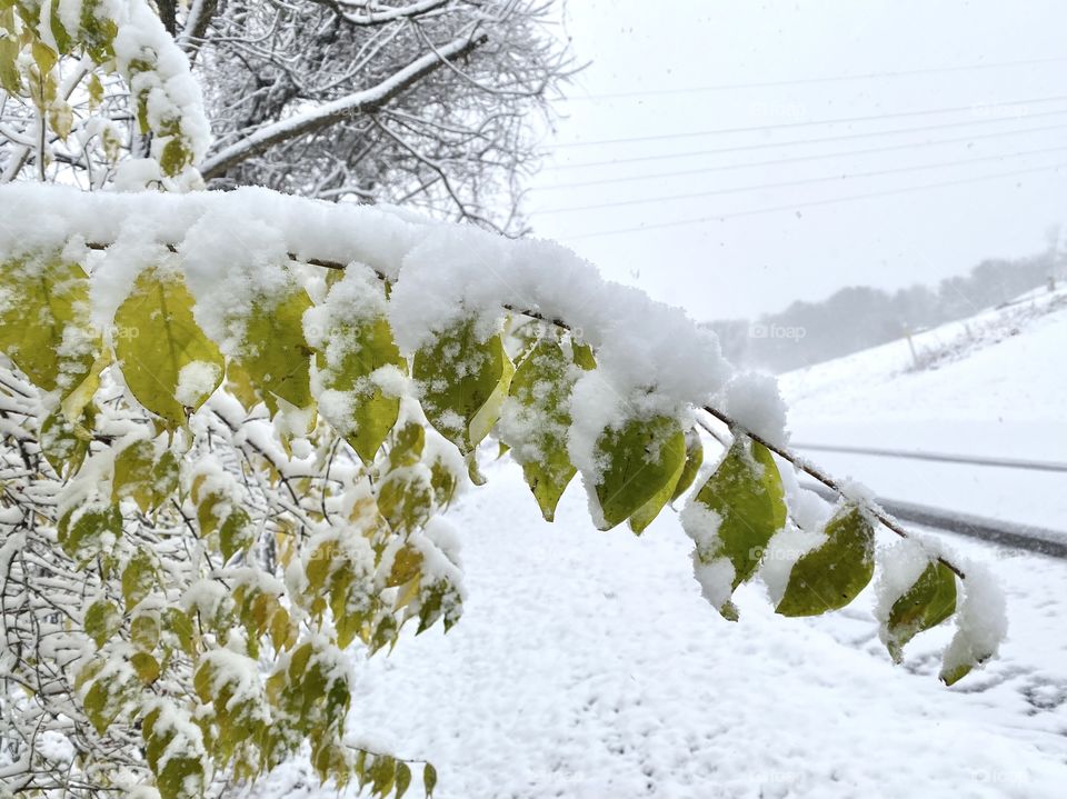 Winter snow on green leaves