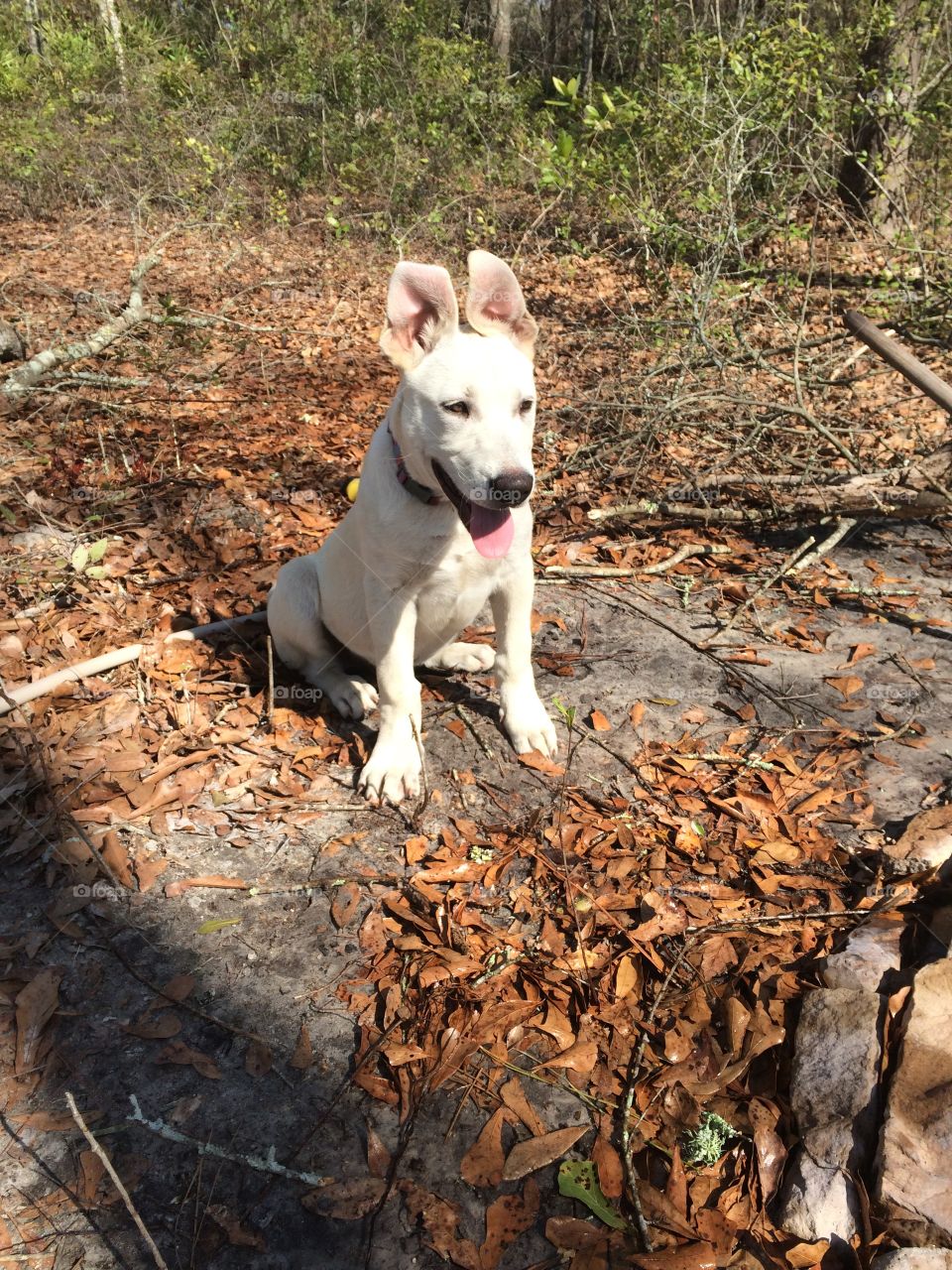 Early puppy ears and years
