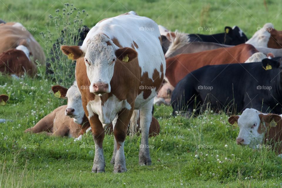 Cows on pasture . Cows on pasture 