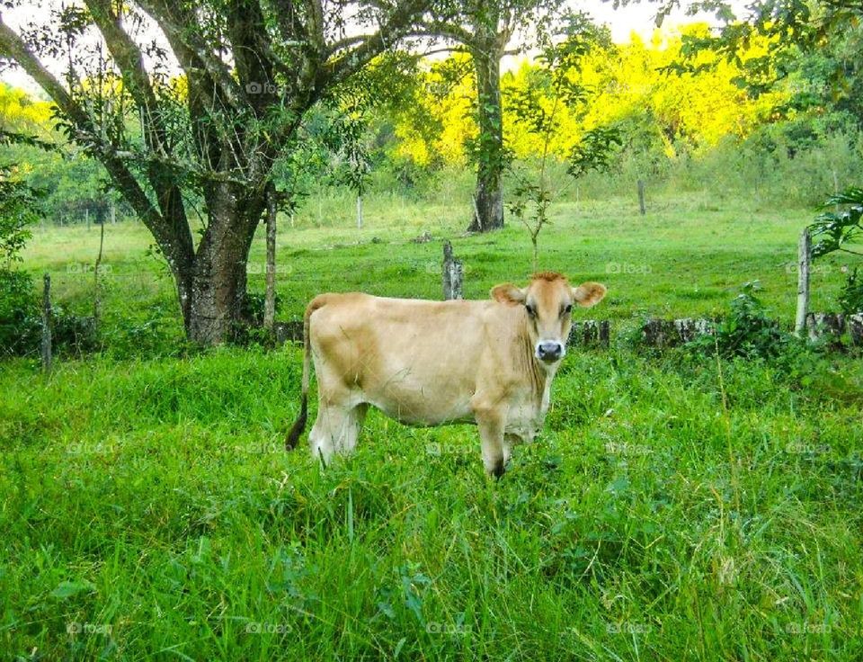 Cow in the pasture