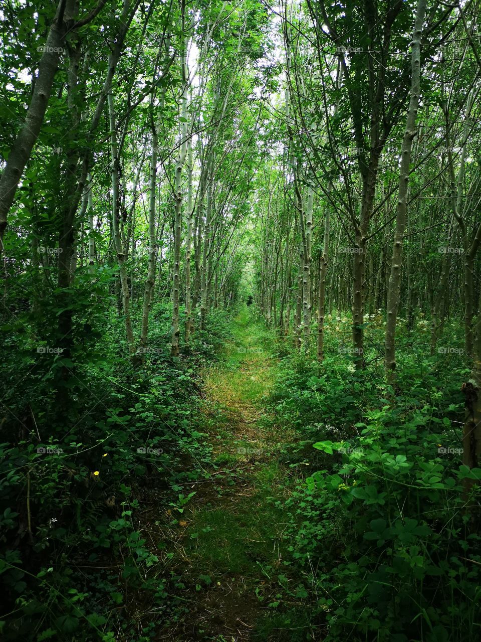 lush-walking-path-through-forest