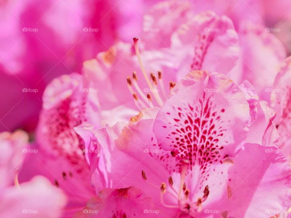 Beautiful background of pink spring flowers with petals and stamens, close-up side view with selective focus