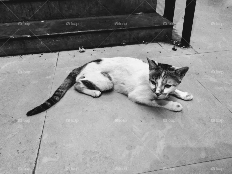 cat