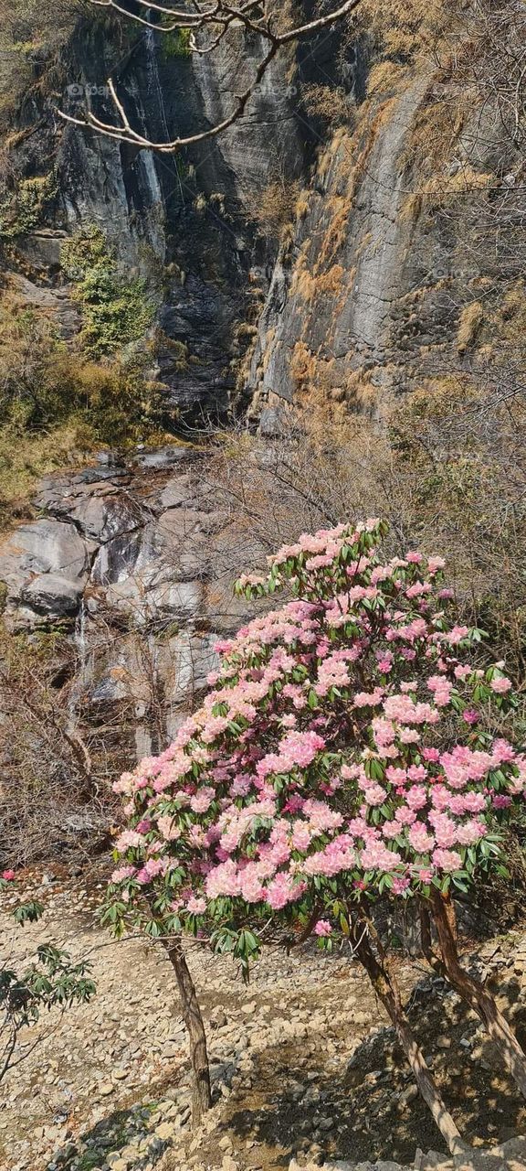 spring on high mountain