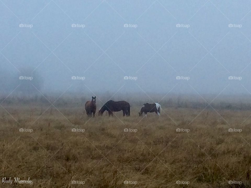 Horses in the mist