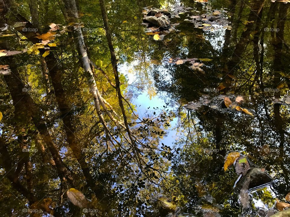 Tree reflections