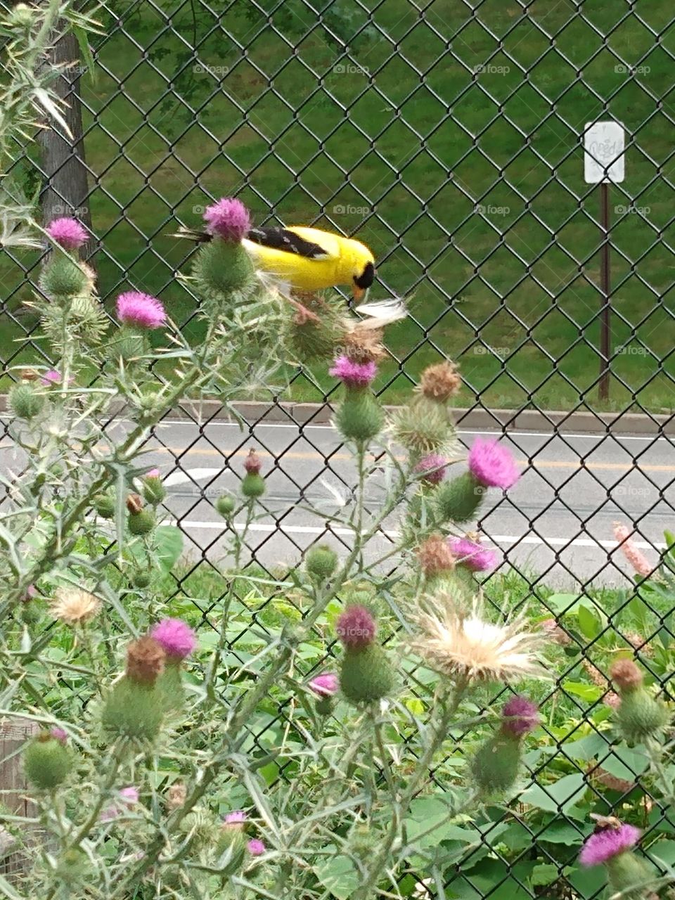 eating thistle