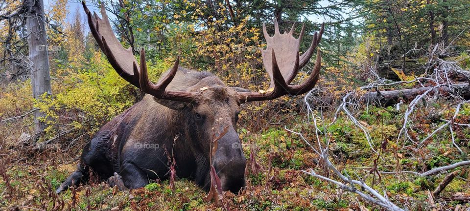 Alaskan moose hunting