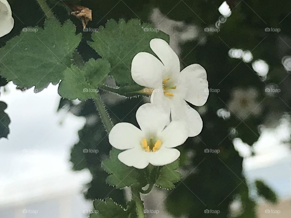 White flowers hanging 