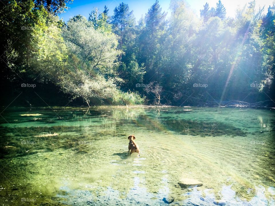 dog in lake in autumn forest.