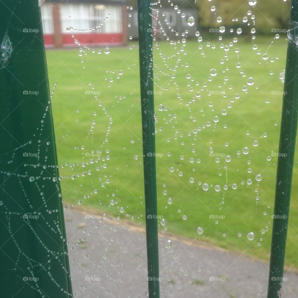 Spiders web . Mist droplets seen today 