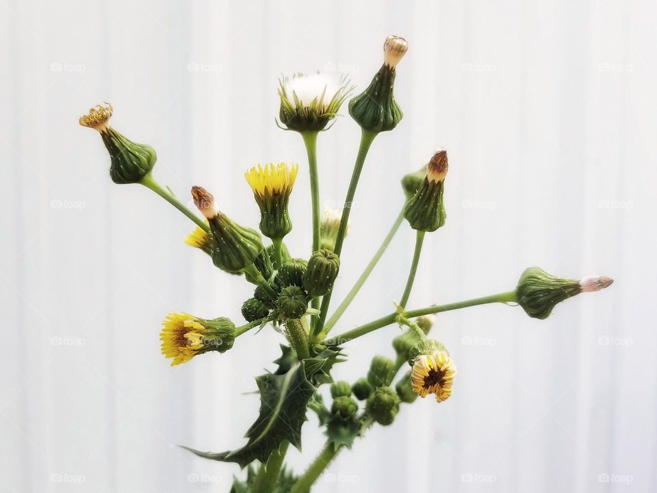 A Spiny Sowthistle in many stages of bloom in Spring