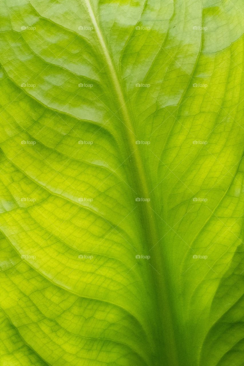 A big green patterned leaf