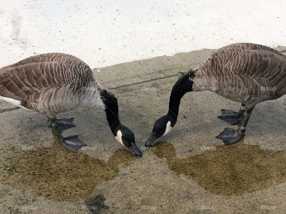 Geeses in autumn rain puddle 