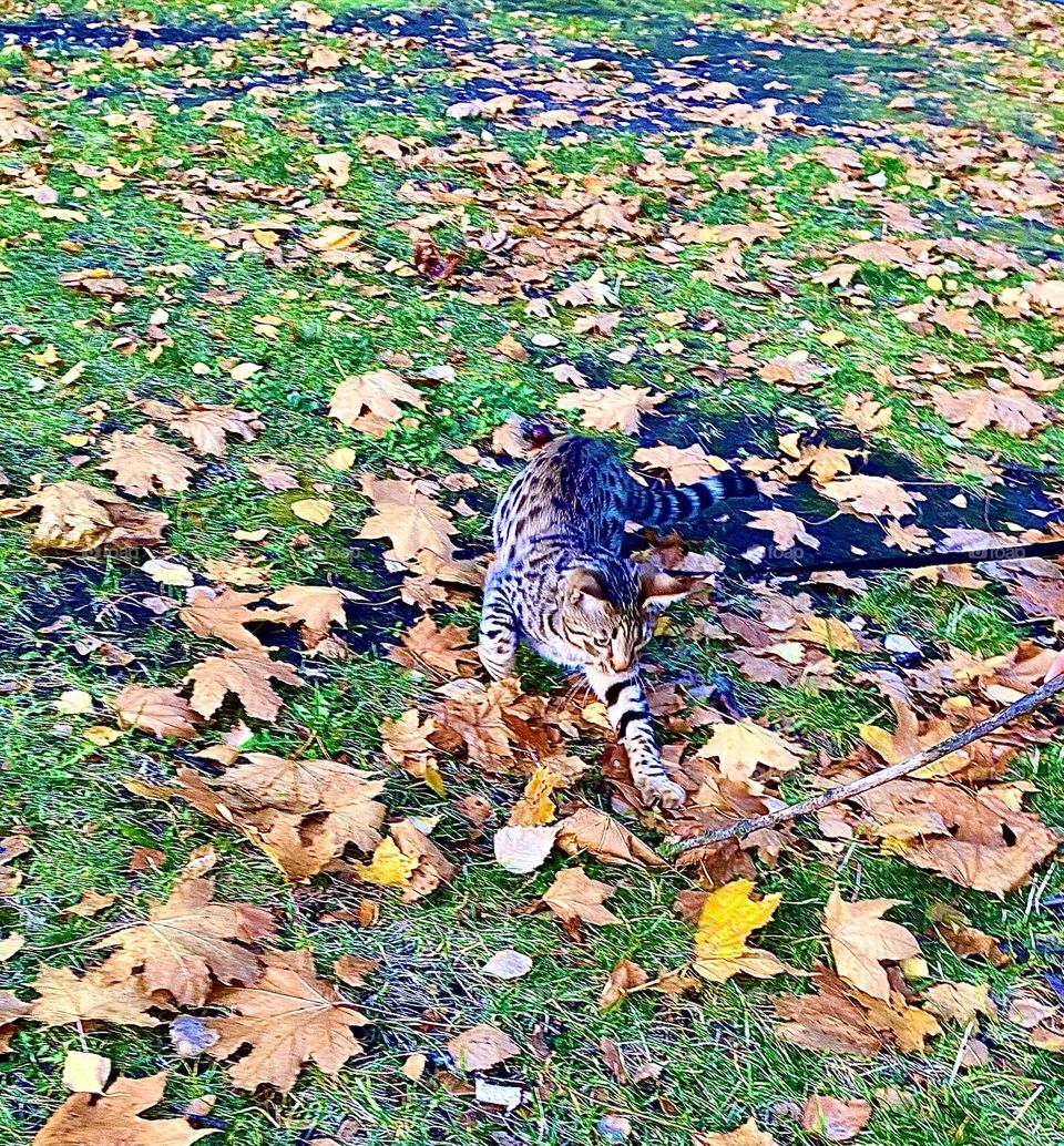 The cat is playing with a leaf.