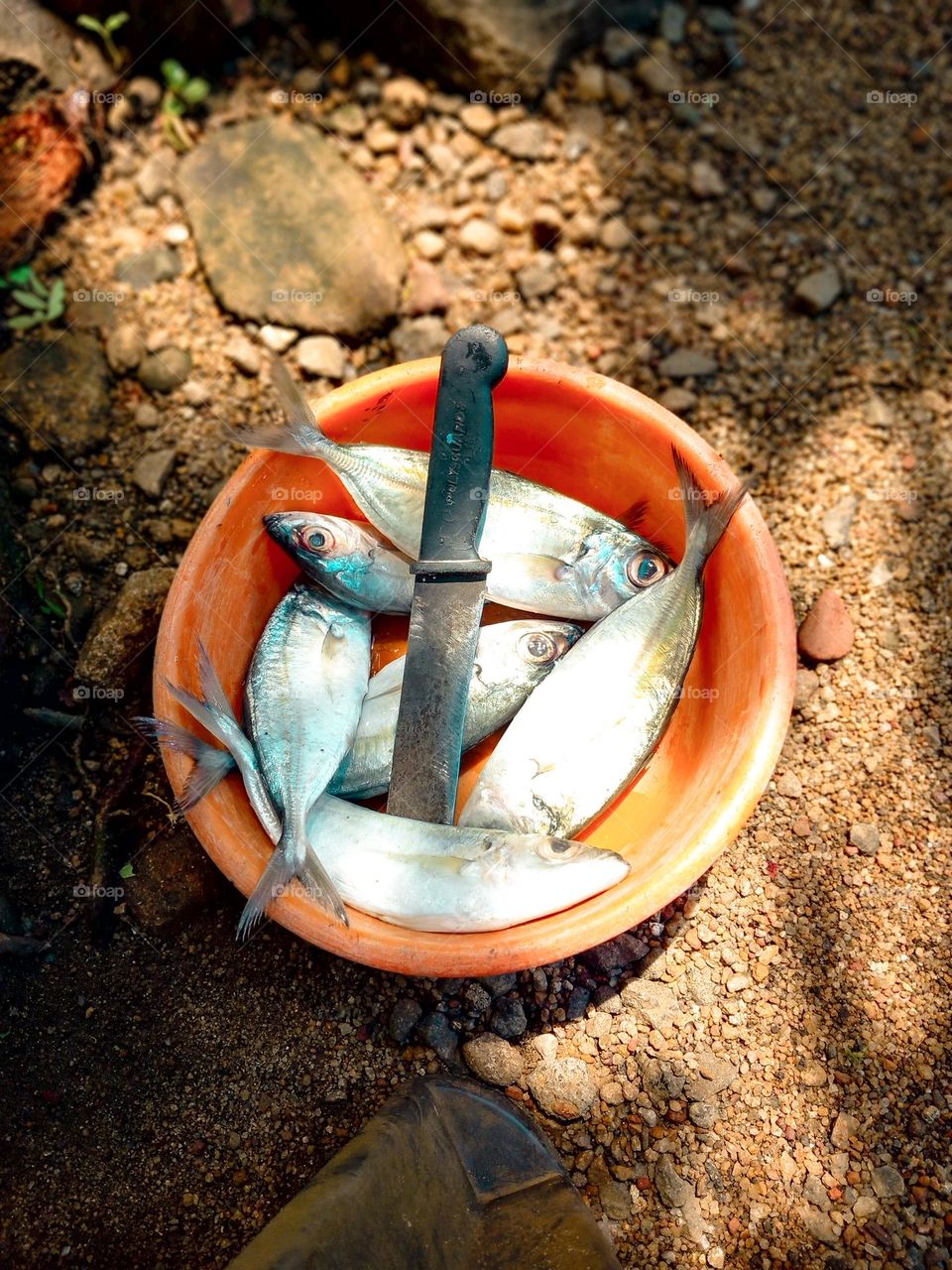 Kerala fish cutting
