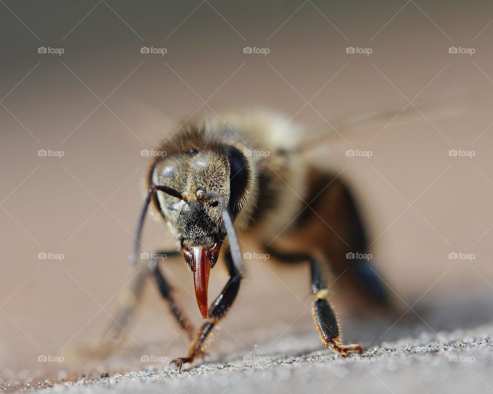 Portrait of a honey bee with an extended proboscis