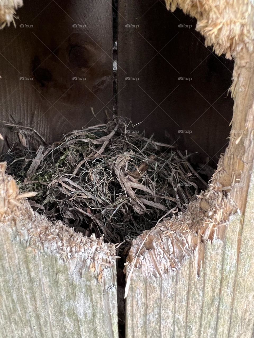 Nest