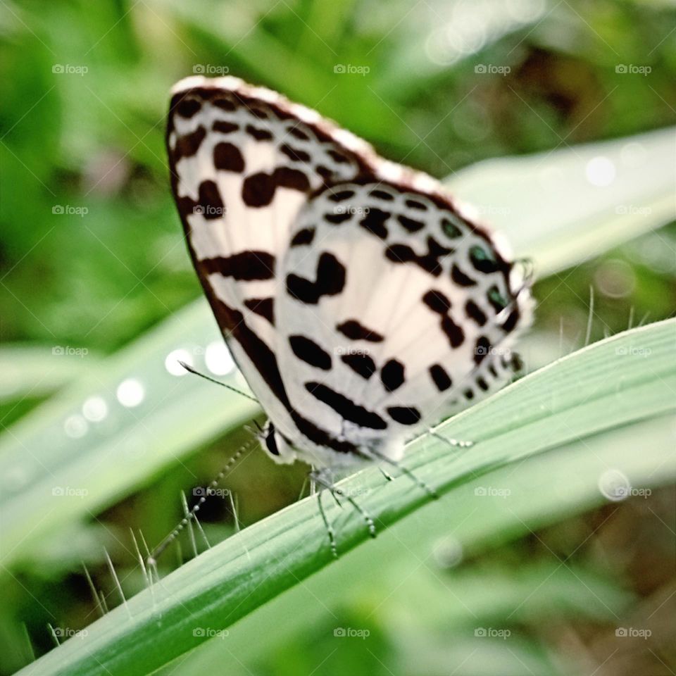 Butterfly perched on the grass...