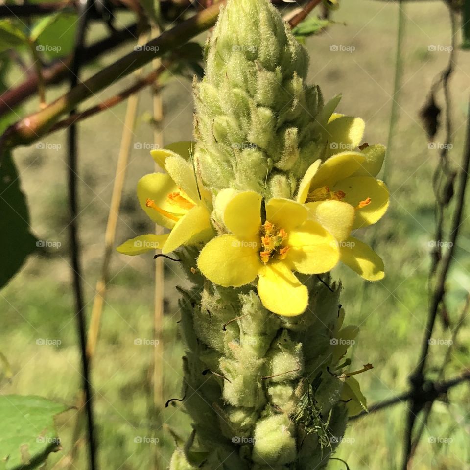 Mullein 