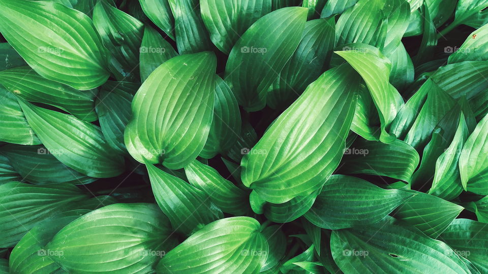 green leaf texture