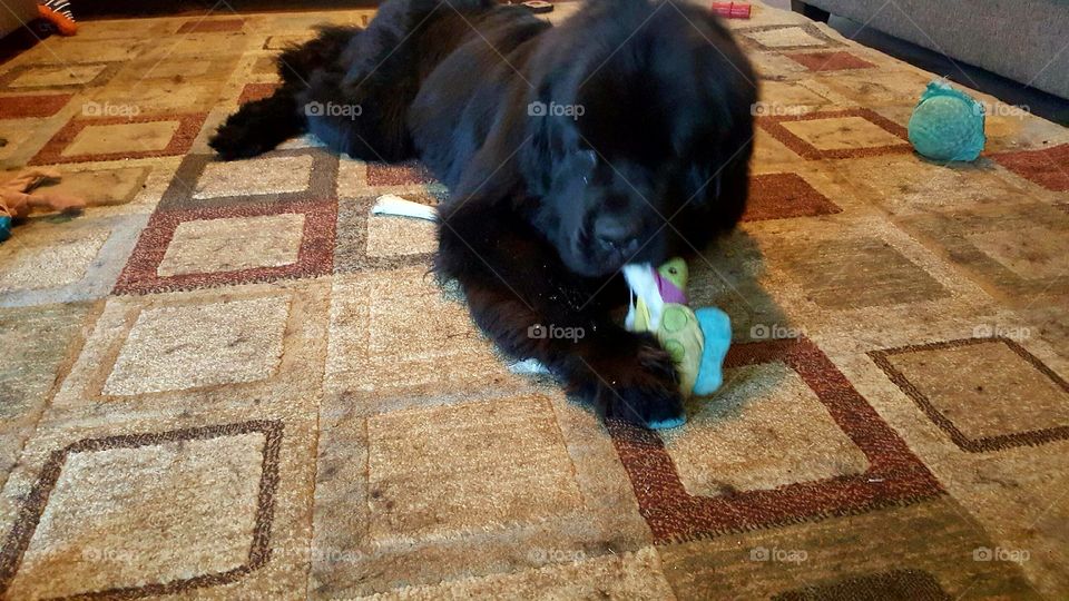 Dog, One, People, Floor, Mammal