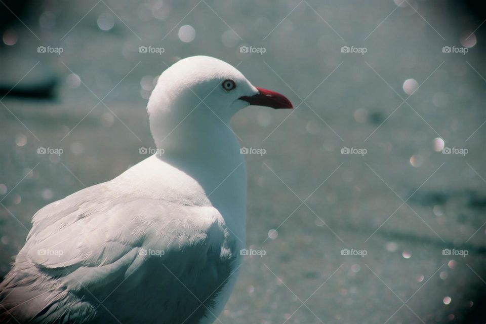seagull