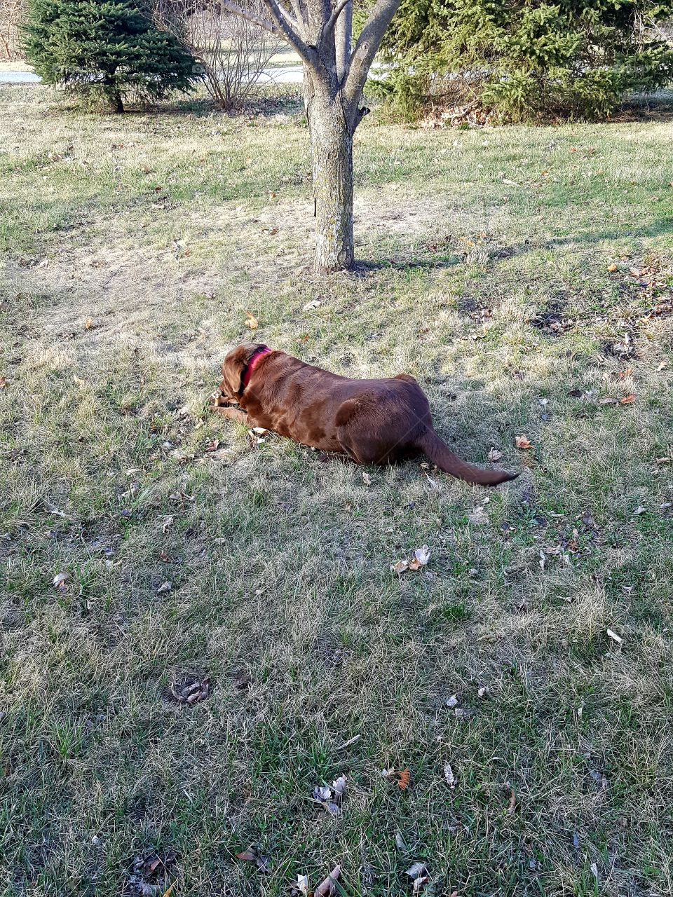 Our chocolate lab Mocha is getting old but she still loves to play!