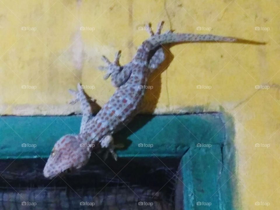 gecko