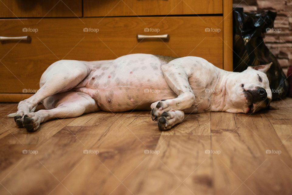 dog sleeping in the hallway