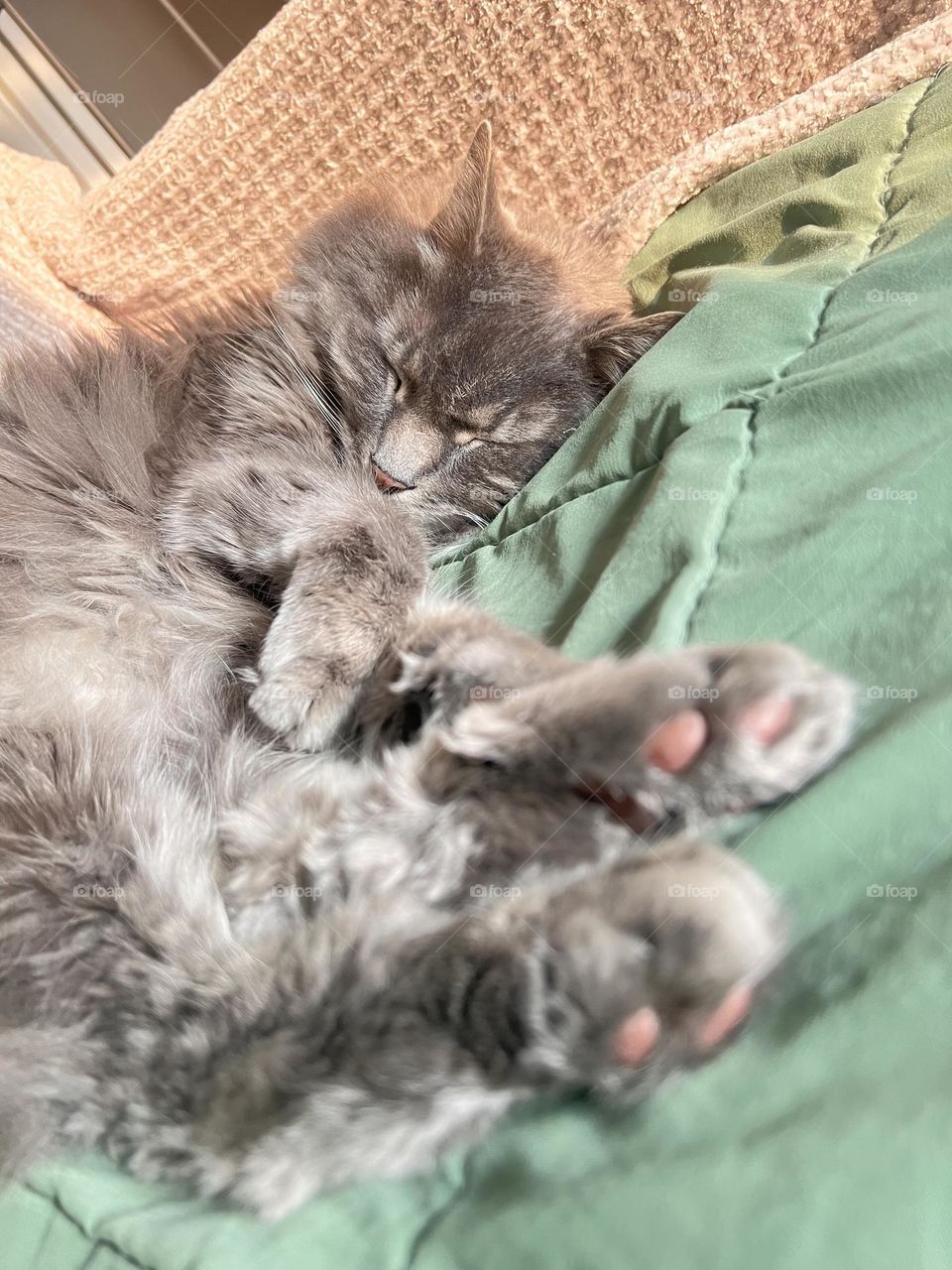 Sleepyhead cat is chilling 