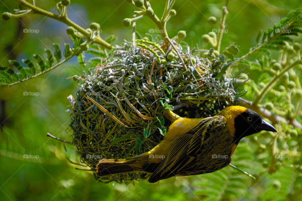 Weaver on the nest
