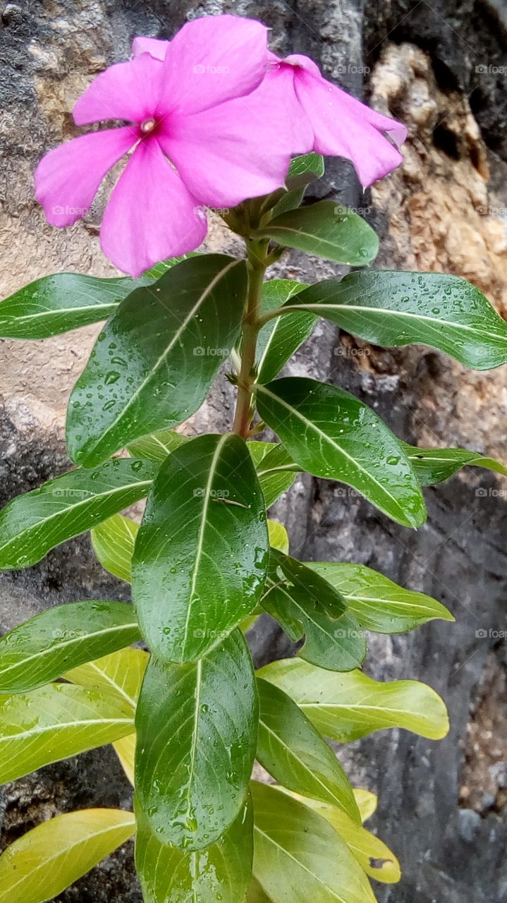 Wet Purple Flower