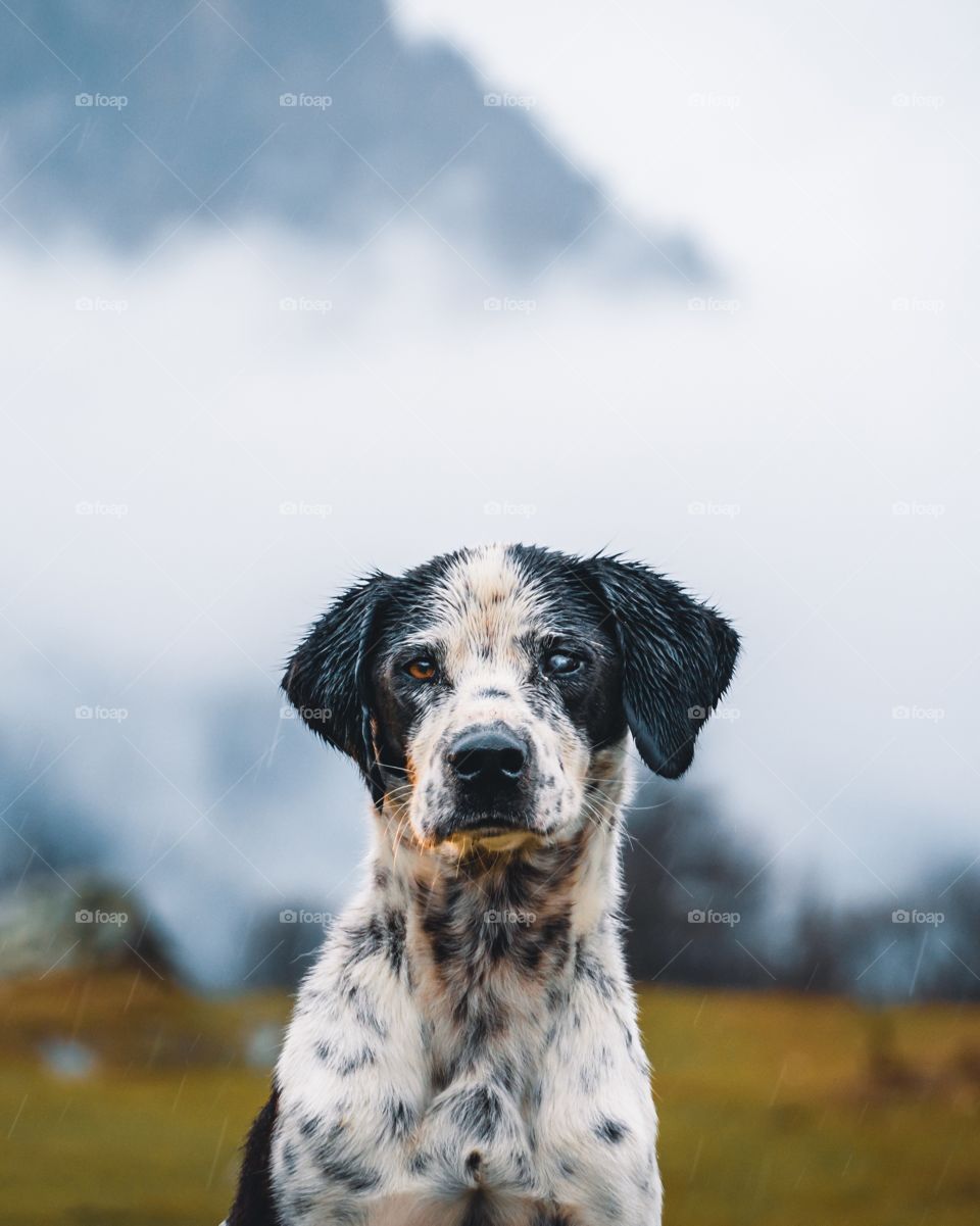 Dog under the rain