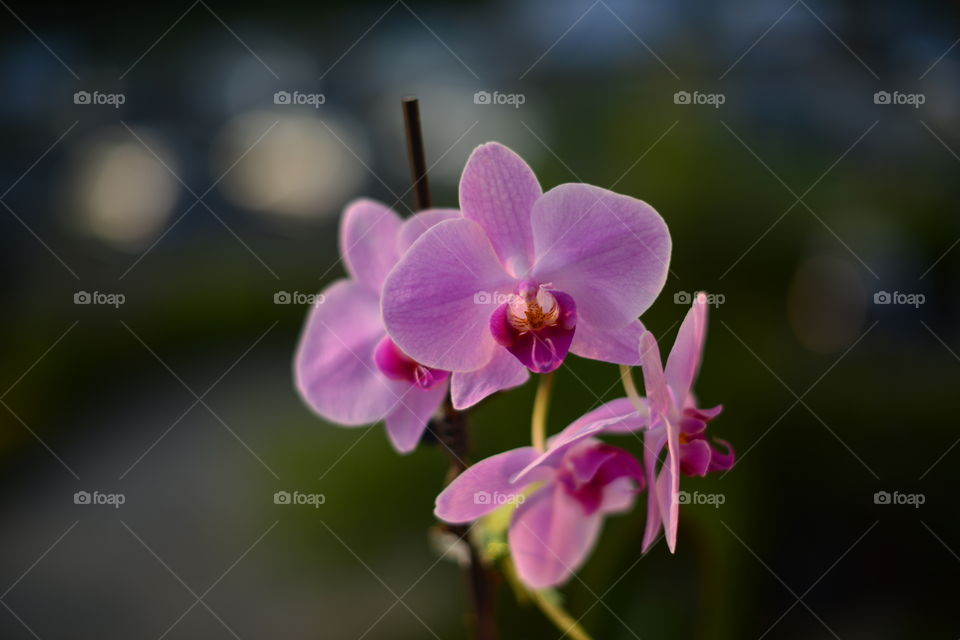Orchid