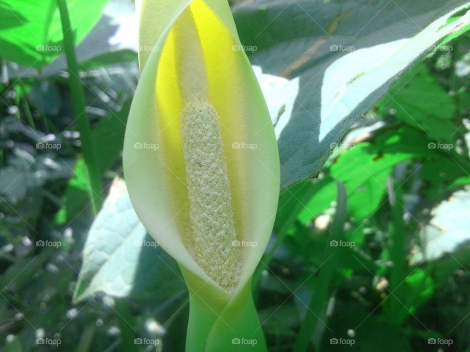 Leaf, No Person, Nature, Growth, Tropical